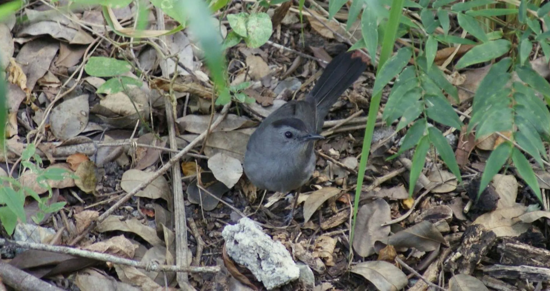 Holiday home Mini Pini Birdwatching And Cenote Loft4 You Only Cozumel