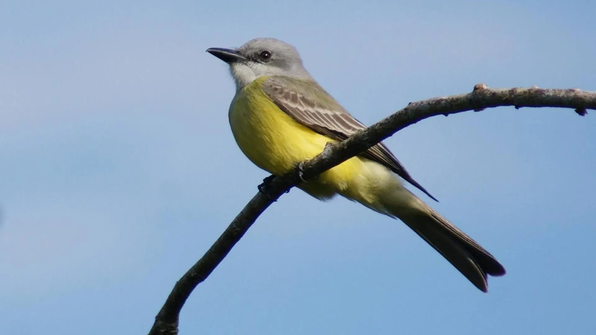 Mini Pini Birdwatching And Cenote Loft4 You Only Cozumel