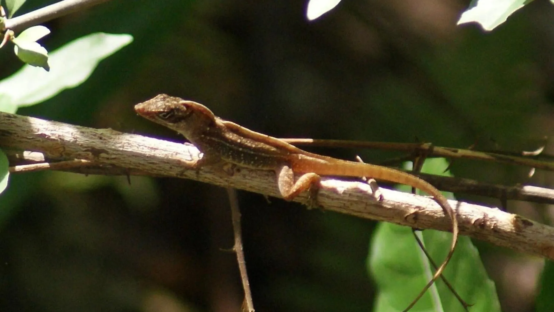 Holiday home Mini Pini Birdwatching And Cenote Loft4 You Only Cozumel Mexico