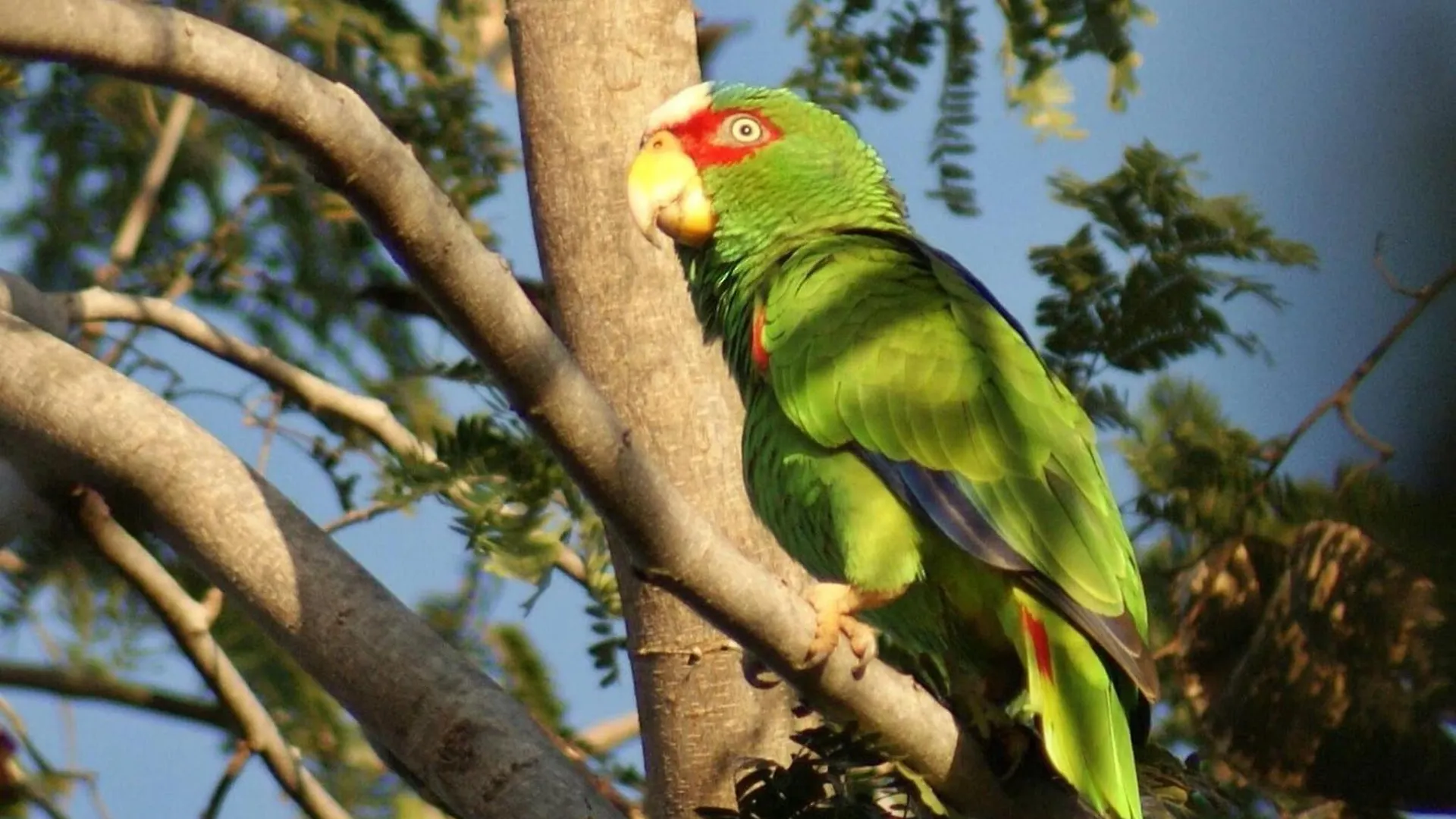Mini Pini Birdwatching And Cenote Loft4 You Only Cozumel Holiday home
